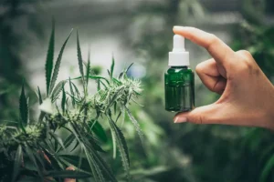 Lire la suite à propos de l’article Le CBD comme alternative éthique : Cannabis, agriculture locale et filière Bio