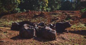 Lire la suite à propos de l’article Info cosmétique naturelle Maroc : les tendances et conseils pour 2025