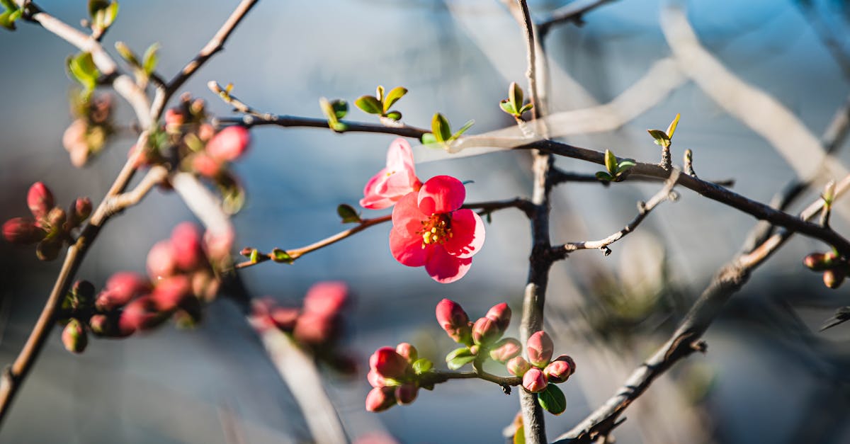 découvrez la beauté naturelle dans toute sa splendeur, avec des conseils et astuces pour sublimer votre apparence au quotidien.
