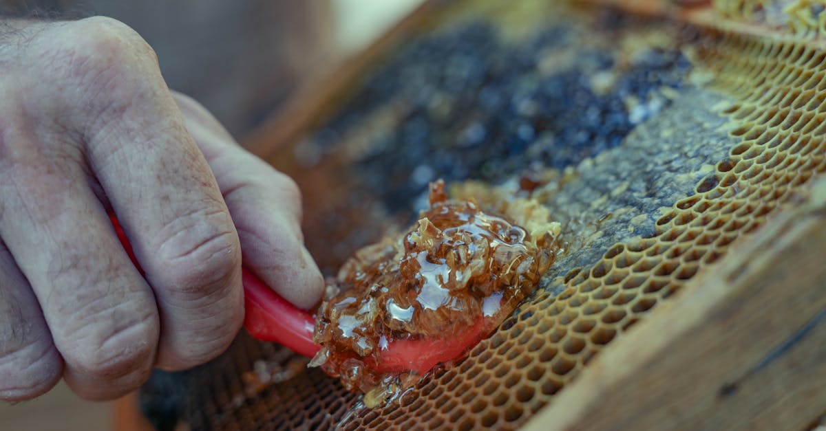 découvrez nos conseils beauté au miel pour une peau éclatante et naturelle grâce aux vertus hydratantes et apaisantes du miel.